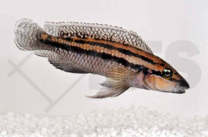 Dickfelds Schlankcichlide (Julidochromis dickfeldi)