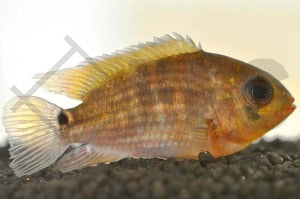 Grünglanz-Buntbarsch (Aequidens tetramerus)