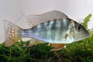Rotstreifen-Erdfresser (Geophagus surinamensis)
