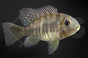 Ballonkopf Erdfresser (Gymnogeophagus balzani)