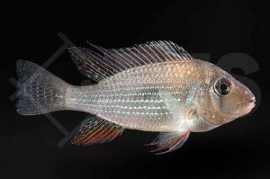 Heckels Buntbarsch (Acarichthys heckelii)