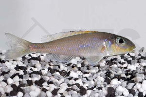 Gelber Sandcichlide (Xenotilapia flavipinnis)