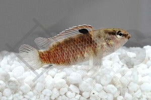 Roter Zwergblaubarsch (Badis singenensis spec. buxar)