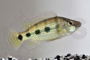 Fünffleck-Buntbarsch (Hemichromis elongatus)