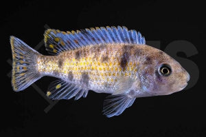 Schabemundbuntbarsch (Labeotropheus fuelleborni)