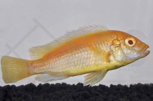 Gelber Labidochromis 