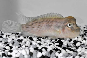 Buckelkopfbuntbarsch (Steatocranus casuarius)