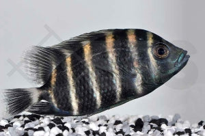 Zebratilapia (Heterotilapia buttikoferi))