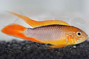 Agassiz’ Zwergbuntbarsch 
