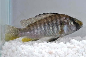 Calliptera-Maulbrüter (Astatotilapia calliptera)