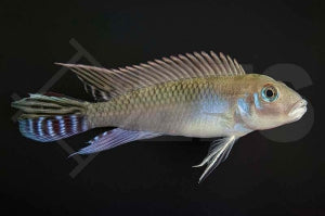 Kongocichlide (Nanochromis nudiceps)