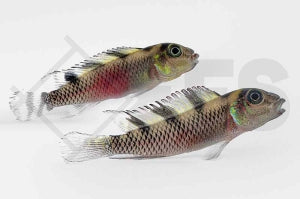 Zebra-Zwergbuntbarsch (Nanochromis transvestitus)