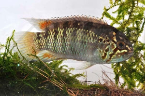 Zebra Acara (Ivanacara adoketa)