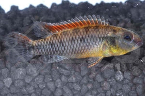 Roter Kongocichlide (Nanochromis dimidiatus red)