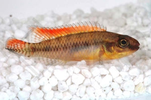 Kongocichlide (Nanochromis dimidiatus)