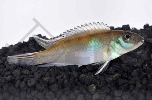 Blauer Kongocichlide (Nanochromis parilus)