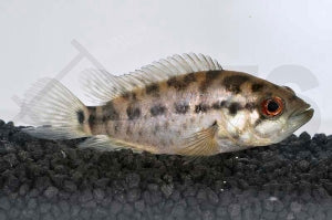 Managua-Buntbarsch (Cichlasoma managuense)