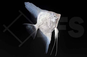 Platinumskalar (Pterophyllum scalare)