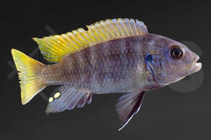 Eisblaue Zebra-Cichlide (Maylandia greshakei)