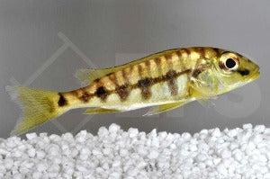 Riesenbuntbarsch (Boulengerochromis microlepis)