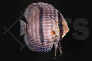 Heckel-Diskus (Symphysodon discus)