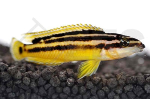 Gelbe Schlankcichlide (Julidochromis ornatus)