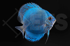 Diskus 