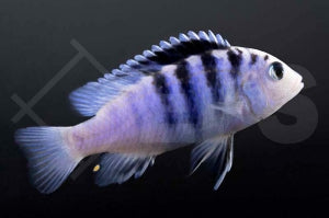 Ice-Blue Labidochromis-Buntbarsch (Labidochromis chisumulae)