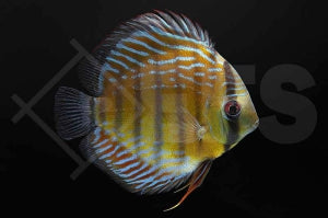 Grüner Diskus (Symphysodon aequifasciatus)