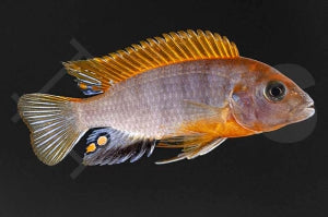 Roter Hongi Labidochromis 