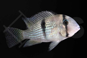 Geayi-Sattelfleckbuntbarsch (Guianacara geayi)
