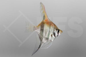 Amapa-Rotrückenskalar (Pterophyllum scalare)