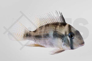Sattelfleckbuntbarsch (Guianacara owroewefi)