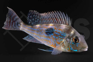 Geophagus sveni