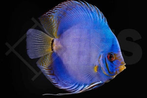 Diskus 