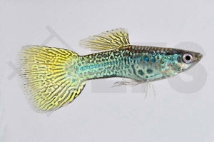 Guppy männlich 
