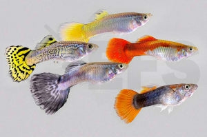 Guppy männlich gemischt (Poecilia reticulata)