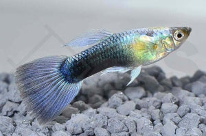 Guppy männlich 