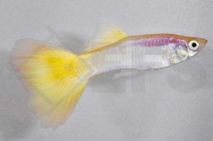 Guppy männlich 