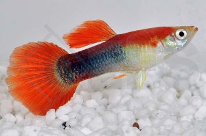 Guppy männlich 