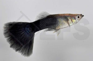 Guppy männlich 