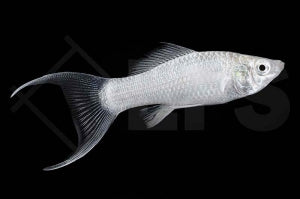 Silbermolly Lyra (Poecilia latipinna)