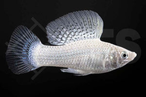 Silbermolly (Poecilia latipinna)