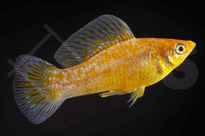 Diamantmolly (Poecilia latipinna)