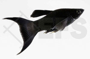 Black Molly Lyra (Poecilia sphenops)