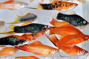 Schwertträger gemischt (Xiphophorus helleri)