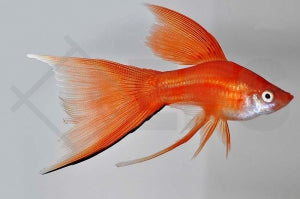 Schwertträger Lyra (Xiphophorus helleri)