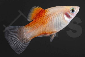 Ananasplaty (Xiphophorus maculatus)