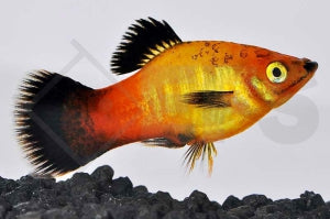 Deutschlandplaty (Xiphophorus maculatus)