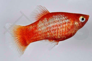 Glühlichtplaty 